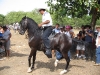 The dancing horses of Costa Rica. / Die tanzenden Pferde von Costa Rica.