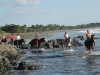 Splash with horses at Junquillal beach.  ||    Pferde in den sanften Wellen am Sandstrand von Junquillal.