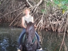 Mangrove swamps at horseback - explore like the conquistadors.  ||    Versumpfen einmal anders - die Mangrovensümpfe lassen sich zum Teil zu Pferd durchqueren. So wie es die Eroberer einst taten.