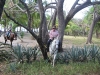 Horseback rides in the Costa Rican country side. / Reitausflüge in Costa Rica im Hinterland.
